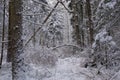 Wintertime landscape of snowy coniferous tree stand