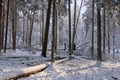 Wintertime landscape of snowy coniferous tree stand