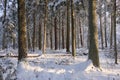 Wintertime landscape of snowy coniferous tree stand