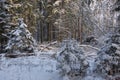 Wintertime landscape of snowy coniferous tree stand