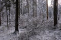 Wintertime landscape of snowy coniferous tree stand