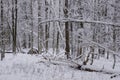 Wintertime landscape of snowy deciduous tree stand Royalty Free Stock Photo