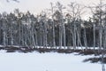 Wintertime landscape and spooky dead pines on little islands of frozen swamp lake covered with snow