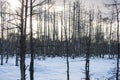 Wintertime landscape with spooky dead trees in frozen swamp Royalty Free Stock Photo