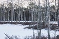 Wintertime landscape with spooky dead trees at sunset in swamp covered with snow Royalty Free Stock Photo