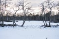 Winter landscape and spooky dead pines on little islands of frozen swamp lake covered with snow Royalty Free Stock Photo