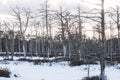 Wintertime landscape in swamp with dead trees and frozen swamp lake