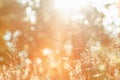 Wintertime morning, bright sunrise shining through a forest on wild flowers and cobweb. Beautiful transparent and bokeh blurred Royalty Free Stock Photo