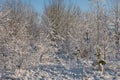 Wintertime morning in scotch pine and birch tree