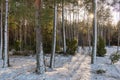 Wintertime morning in scotch pine coniferous forest