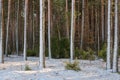 Wintertime morning in scotch pine coniferous forest