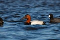 Canvasback Duck at the Pea Island NWR North Carolina