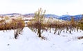 Oltrepo Pavese winter vineyards. Color image Royalty Free Stock Photo