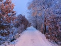 Wintertime - snowy winter road in a tree alley