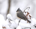 Wintertime Tufted Titmouse Royalty Free Stock Photo