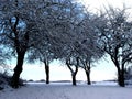 wintertrees Royalty Free Stock Photo