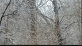 Winter trees Royalty Free Stock Photo