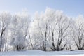 Wintery Landscape