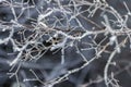 many ice crystals on branches in the wintertime time setting