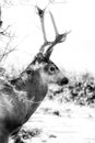 A wintery photo as frost and fog surrounds a mule deer buck Royalty Free Stock Photo