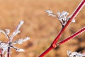 Wintery scene featuring a cluster of icicles hanging from snow-covered branches Royalty Free Stock Photo