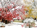 Wintery and Snowy Trees