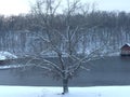 Wintery tree