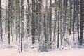 Wintery trees in Boston Massachusetts