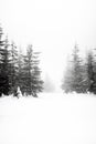 Wintery trees in the czech mountains. czech republic