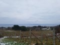 Wintery vineyard