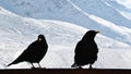 Winther birds