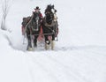 Winter fan sleigh ride with beautiful Percheron horses