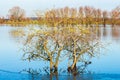 Wintry dutch river landscape, Rammelwaard, Gelderland Royalty Free Stock Photo