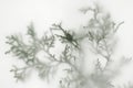 Wintry evergreen background