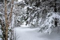 Wintry forest