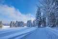 Wintry forest