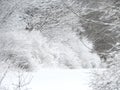Wintery hedgerow in Fingerlakes snowy countryside Royalty Free Stock Photo
