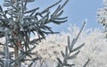 Wintry landscape. Branches of fir tree misted with frost on white winter background. Royalty Free Stock Photo