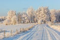 Wintry landscape with a dirt road and a birch grove Royalty Free Stock Photo