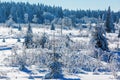 Wintry landscape in the High Vens, Belgium Royalty Free Stock Photo