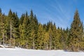wintry landscape scenery with modified cross country skiing way in evergreen forest British Columbia Canada Royalty Free Stock Photo