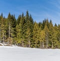 wintry landscape scenery with modified cross country skiing way in evergreen forest British Columbia Canada Royalty Free Stock Photo