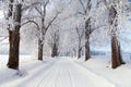 Wintry landscape scenery with road way and alley Royalty Free Stock Photo