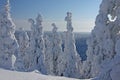 Wintry landscape with snow covered trees and snowy taiga forest Royalty Free Stock Photo