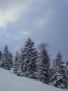 Wintry mountain scene with snow covered pine trees Royalty Free Stock Photo