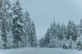 Wintry Path Through a Chilly Forest with Snow Covered Trees. Winter road through snowy forest Royalty Free Stock Photo