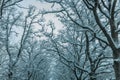 Wintry Path Through a Chilly Forest with Snow Covered Trees. Winter road through snowy forest Royalty Free Stock Photo