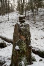 Wintry Relics: Snow-Cloaked Stones Stacked on a Mossy Tree Stump in Pokainu Mezs, Dobele, Latvija