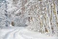 Wintry road through birch forest Royalty Free Stock Photo