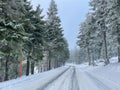 Wintry road in the forest Royalty Free Stock Photo